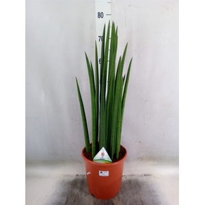 Sansevieria cyl.  ...