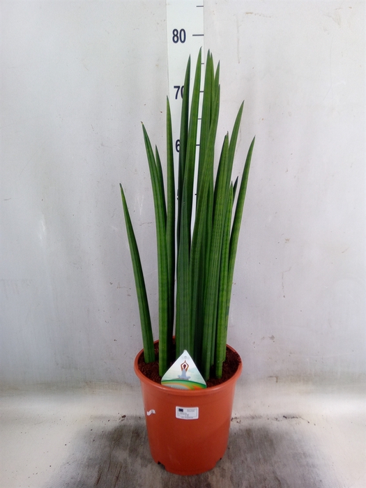 <h4>Sansevieria cyl.  ...</h4>