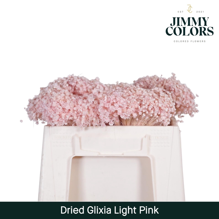 <h4>Dried Glixia Light Pink</h4>