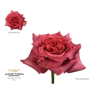 Rosa Garden Razzmatazz