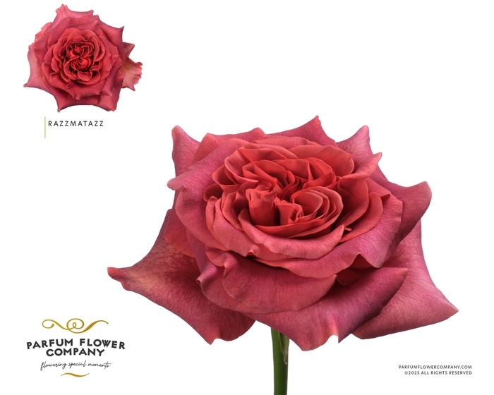 <h4>Rosa Garden Razzmatazz</h4>