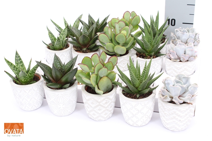 <h4>SUCC GEM 5 SRT</h4>