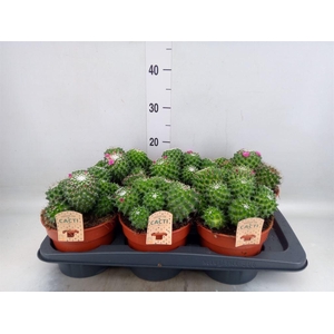 Cactus   ...flowering