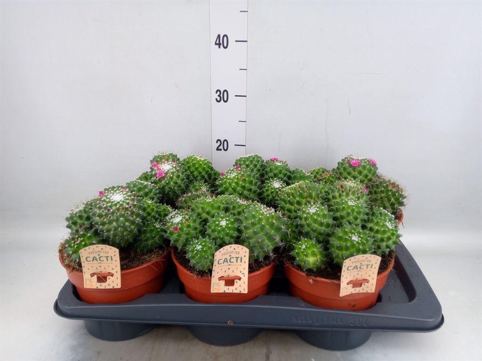 <h4>Cactus   ...flowering</h4>