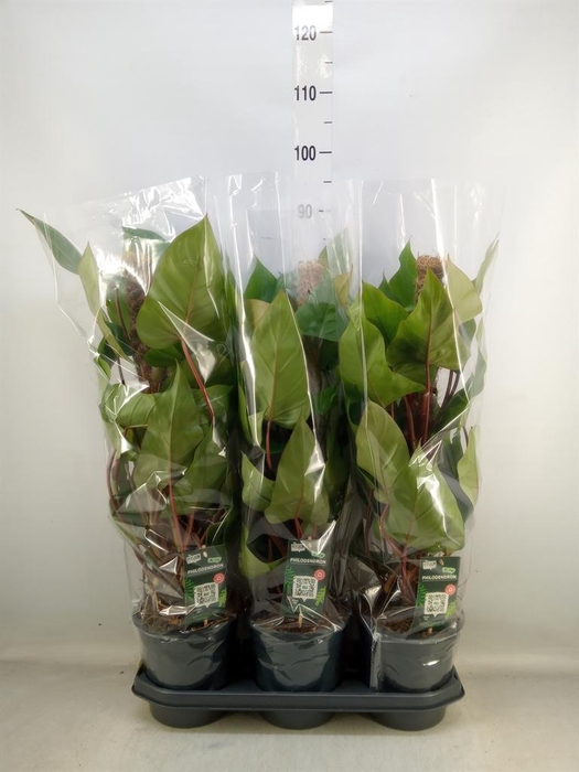 <h4>Philodendron 'Red Emerald'</h4>