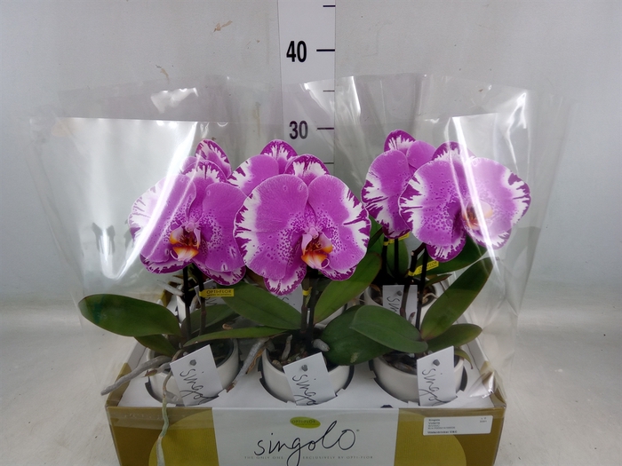 <h4>Phalaenopsis   ...</h4>