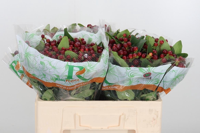 <h4>Hyp Mag Cherry</h4>