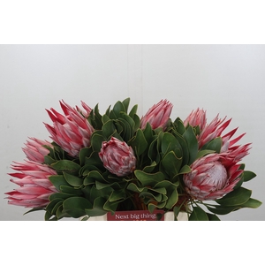 Protea Cyn. Claire