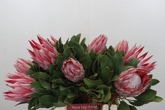 Protea Cyn. Claire