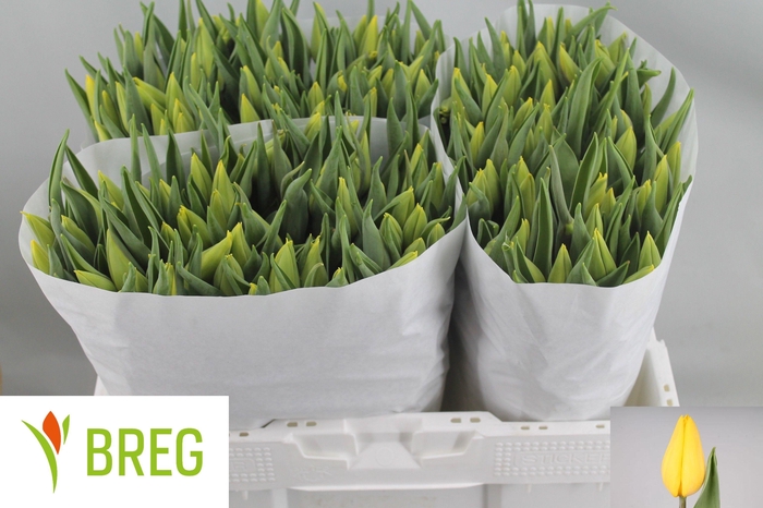 <h4>TU EN STRONG GOLD</h4>