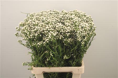 <h4>Ixodia Fresh Per Stem</h4>