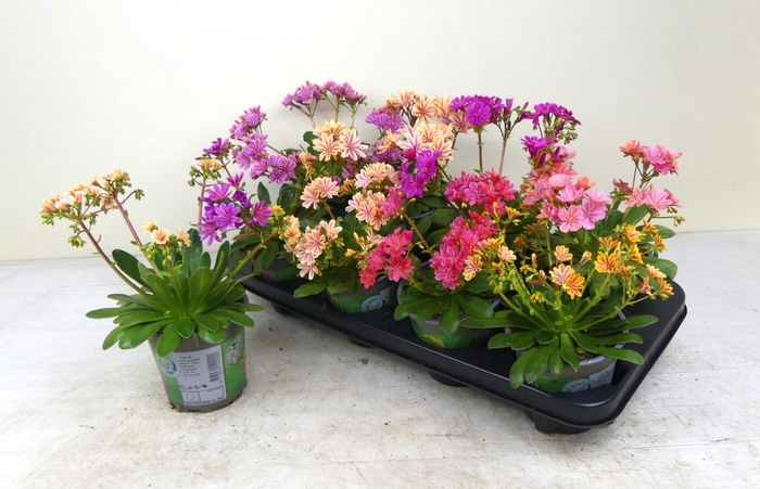 <h4>LEWI COTYLEDON</h4>