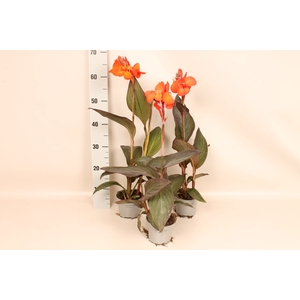 Canna generalis Cannova Scarlet Bronze Leaf