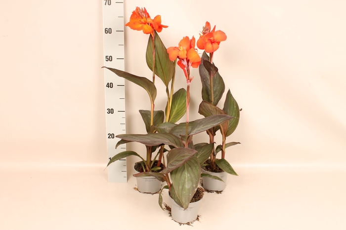 Canna generalis Cannova Scarlet Bronze Leaf