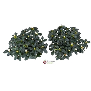 Rhododendron Simsii wit Azalea