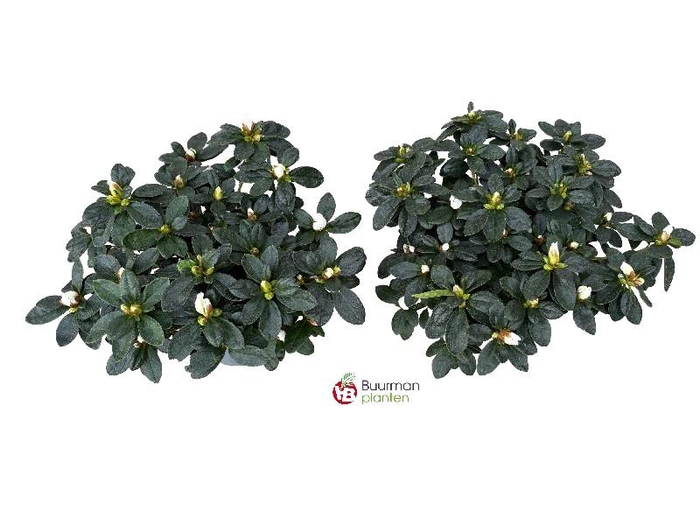 <h4>Rhododendron Simsii wit Azalea</h4>