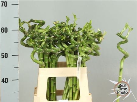 <h4>Drac Lucky Bamboo</h4>