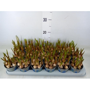 Muscari  'Magic Blue'