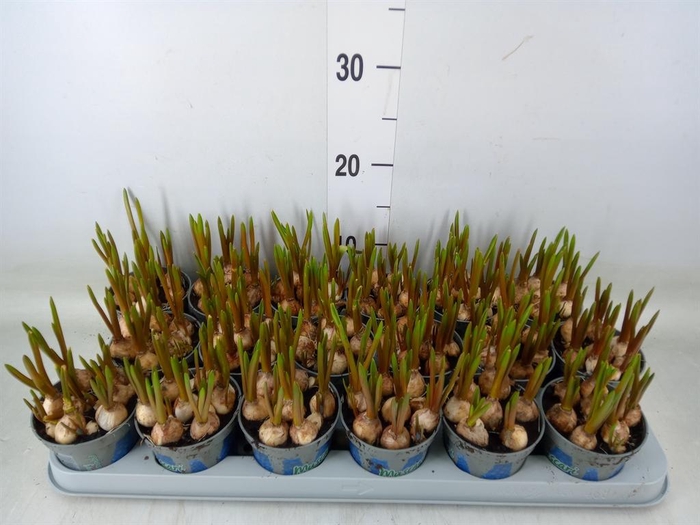 <h4>Muscari  'Magic Blue'</h4>