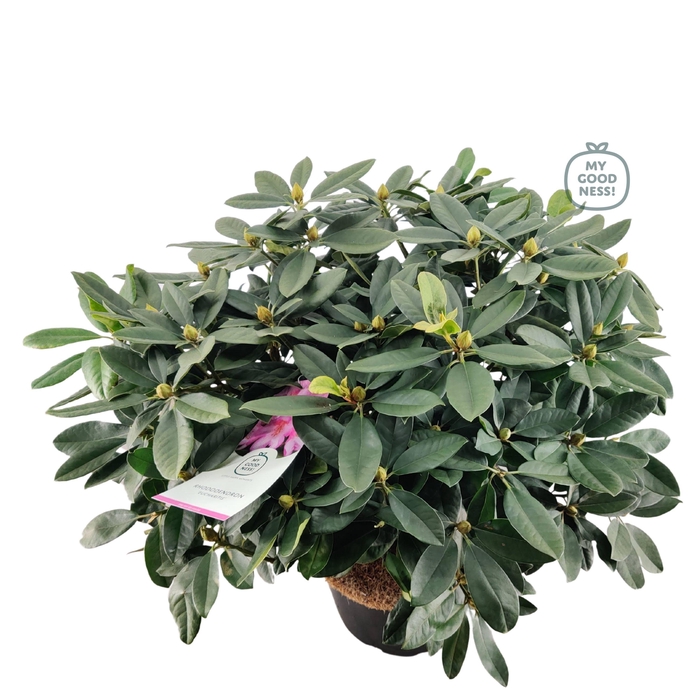 <h4>Rhododendron hybr. 'Eucharitis' C25 100+</h4>