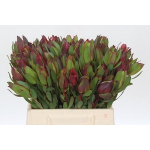 Leucadendron Senorita