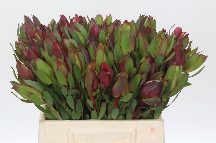 <h4>Leucadendron Senorita</h4>