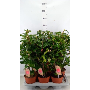 Camellia japonica 'Dr King'