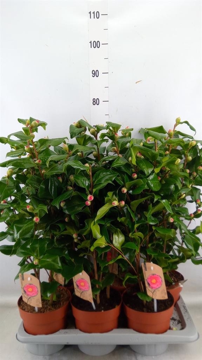 <h4>Camellia japonica 'Dr King'</h4>
