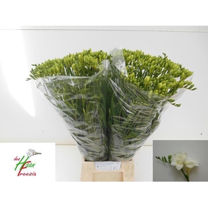 Freesia du Versailles