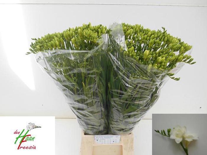 <h4>Freesia du Versailles</h4>