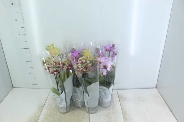 <h4>PHALAENOPSIS MINI P09 3 HT</h4>