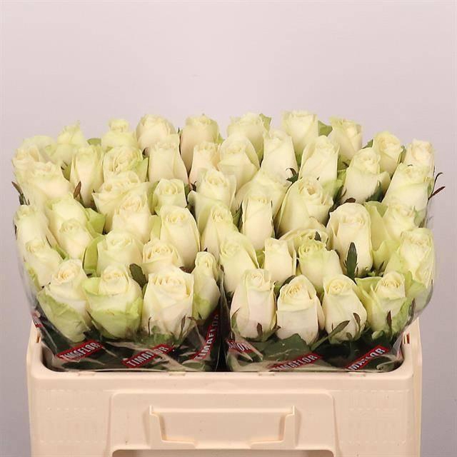 <h4>R GR ATHENA</h4>