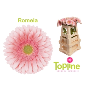Gerbera Romella