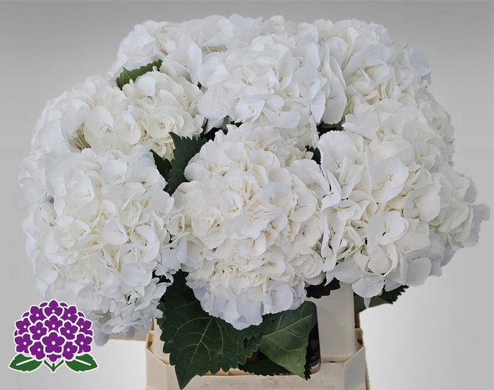 <h4>HYDR M ROYAL PRINCES</h4>