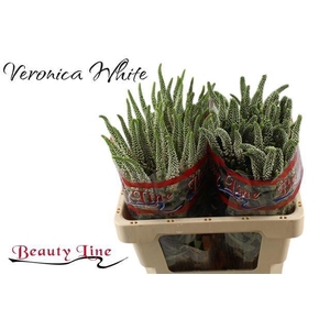 VERON L SKYLER WHITE