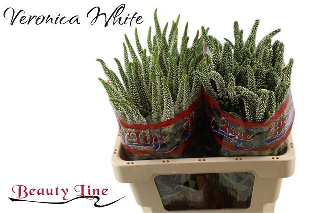 <h4>VERON L SKYLER WHITE</h4>