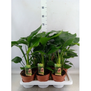 Strelitzia nicolai