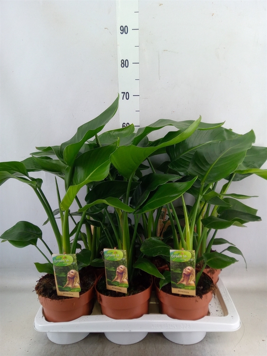 <h4>Strelitzia nicolai</h4>