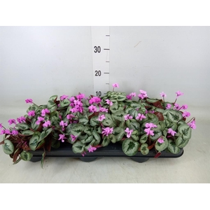 Cyclamen coum