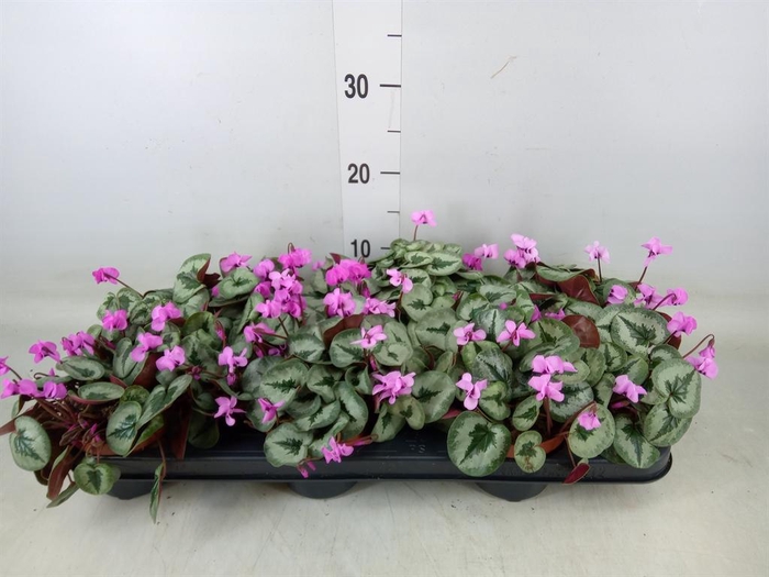 <h4>Cyclamen coum</h4>