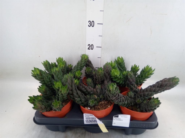 <h4>Haworthia   ...</h4>