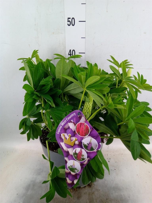 <h4>Lupinus   ...mix</h4>