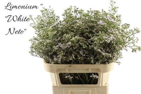 <h4>Lim Casp White Neto</h4>