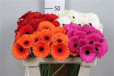 <h4>Ge Mi Gemengd</h4>