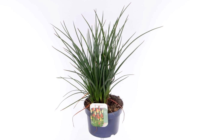 <h4>Kniphofia Poco Sunset</h4>