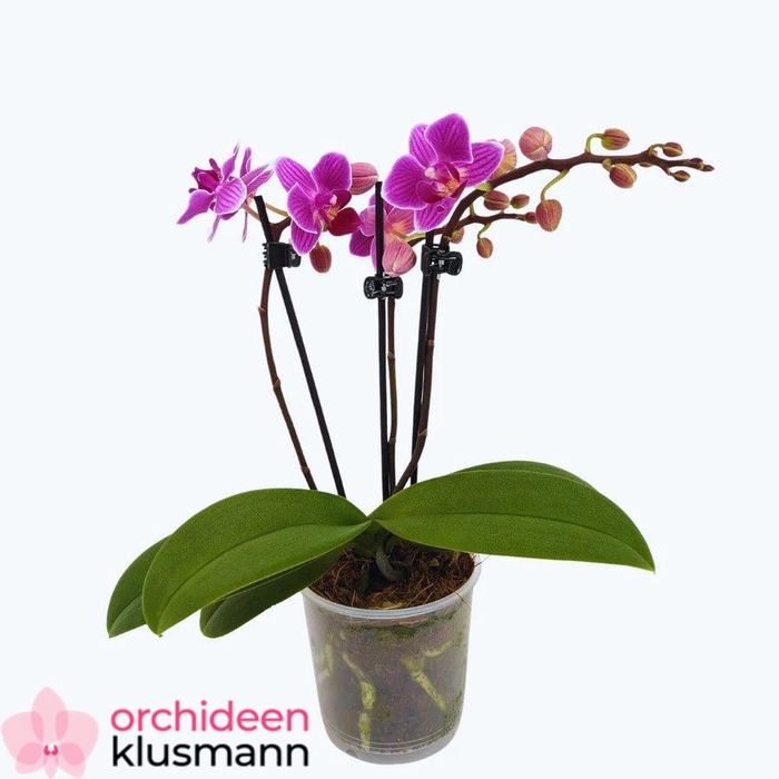 <h4>PHAL GEM</h4>