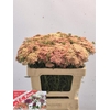 Achillea Millefolium Lachsschönheit