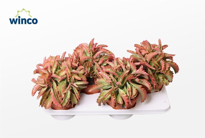 <h4>Kalanchoe Rubinea</h4>