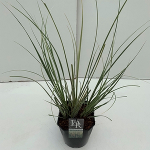 Cortaderia sell. 'Mini Silverpampas'