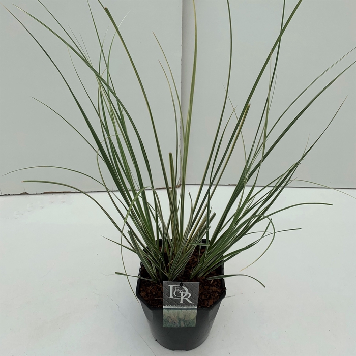 <h4>Cortaderia sell. 'Mini Silverpampas'</h4>